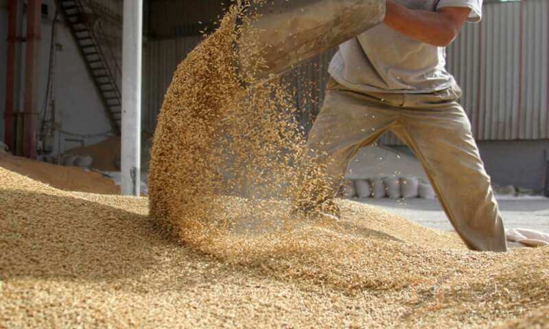 Китай принялся скупать подешевевшую пшеницу